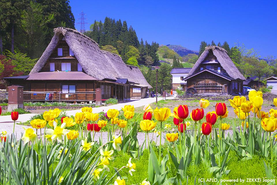 PChome旅行團 北陸立山 合掌村 夏季