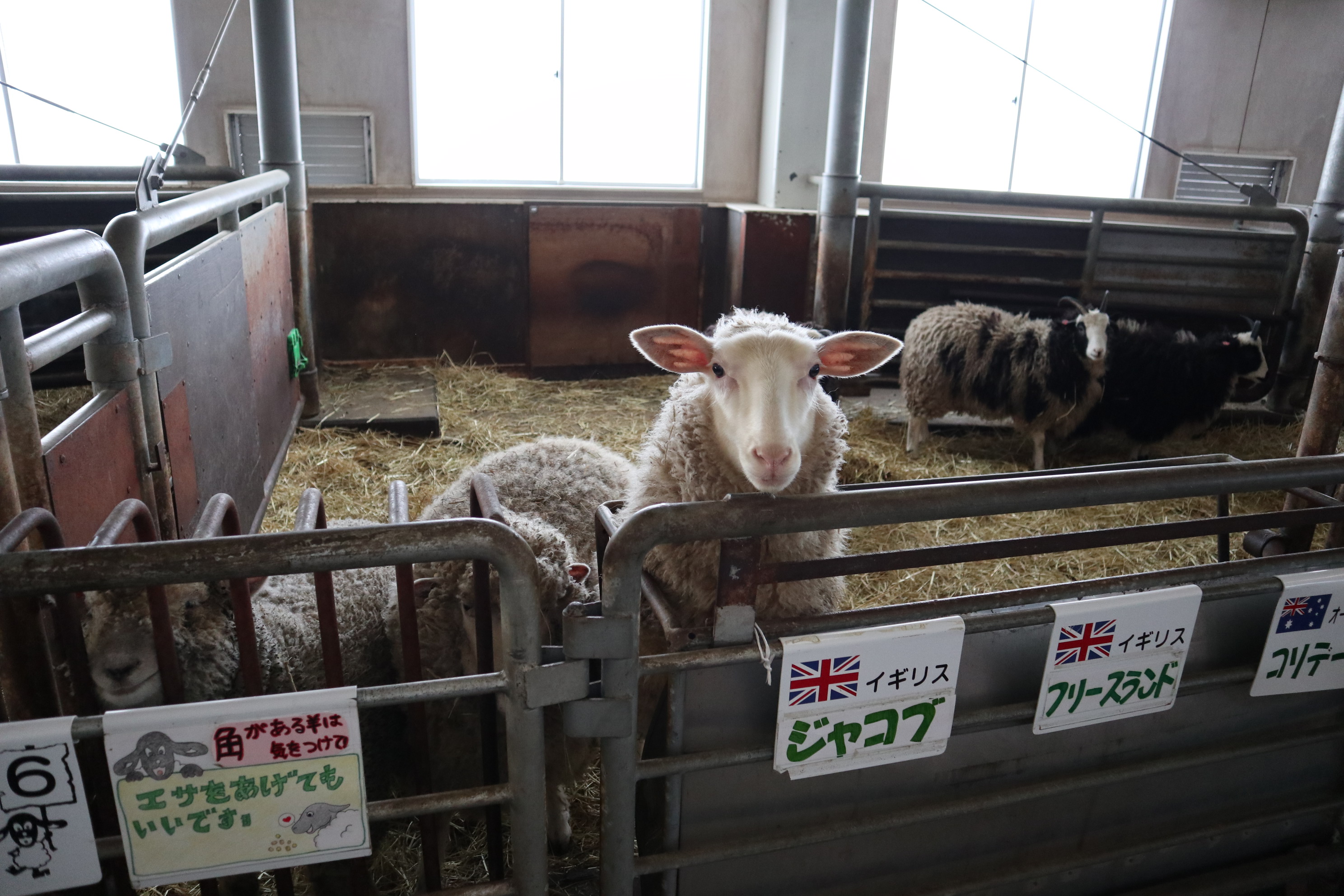 冬遊夢幻北北海道 士別市 羊與雲之丘 PChome旅行團