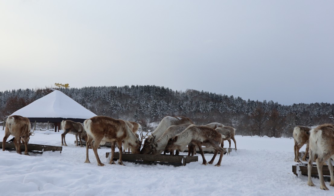  冬遊夢幻北北海道 幌延 馴鹿觀光牧場 PChome旅行團