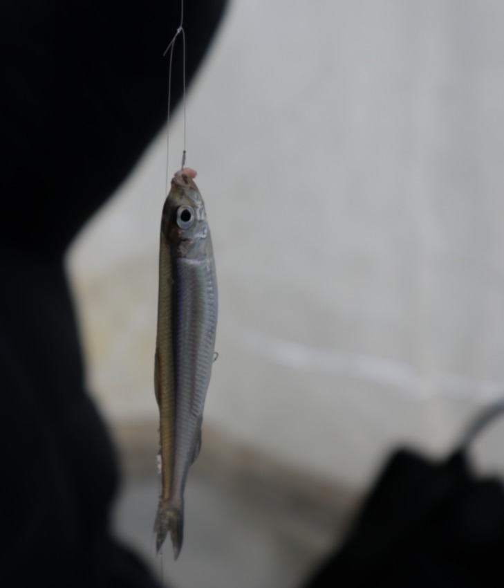  冬遊夢幻北北海道 冬季活動篇 朱鞠內湖冰上釣魚 佐呂別濕原雪地健行 旭川滑雪 冰壺運動 蕎麥麵體驗 PChome旅行團