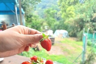 白石湖休閒農業區採草莓、賞流蘇